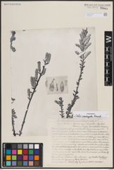 Foto von Salix variegata Franch.